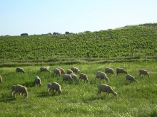 Herdade do Rocim